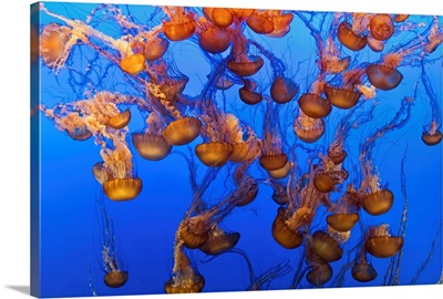 Swarm Of Jellyfish