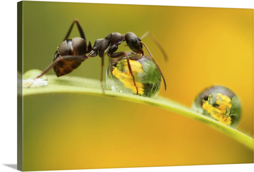A close up image of an ant on a blade of grass drinking water from a dewdrop.