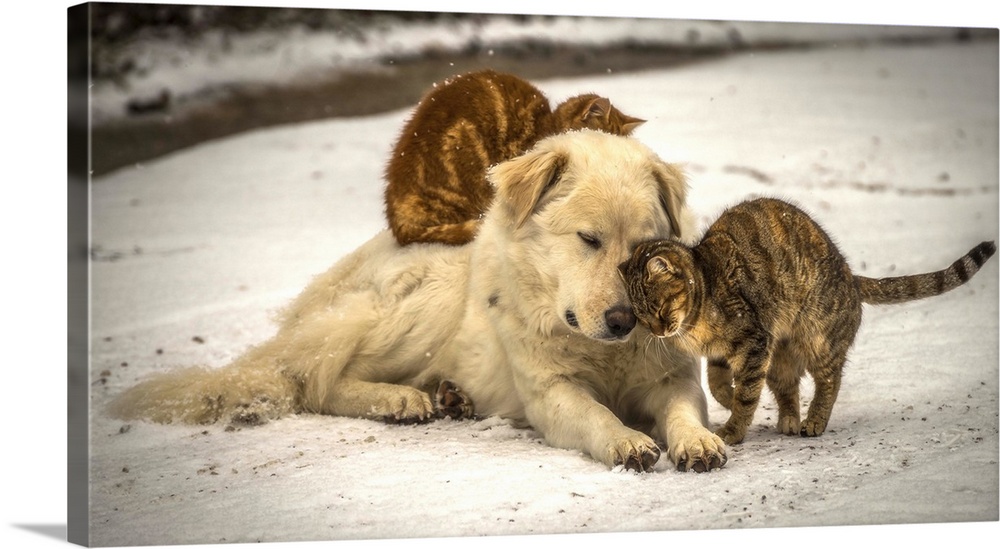 A small puppy and two cats nuzzling each other for warmth in a street.
