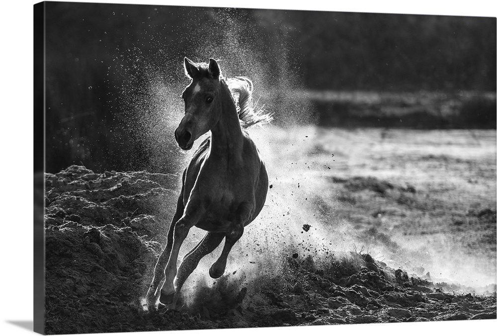 Black and white image of a horse galloping in the sand, kicking up dust behind it.