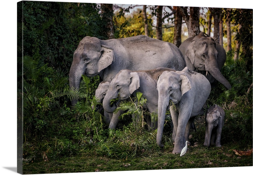 A family of Indian elephants in the jungle, eating foliage.