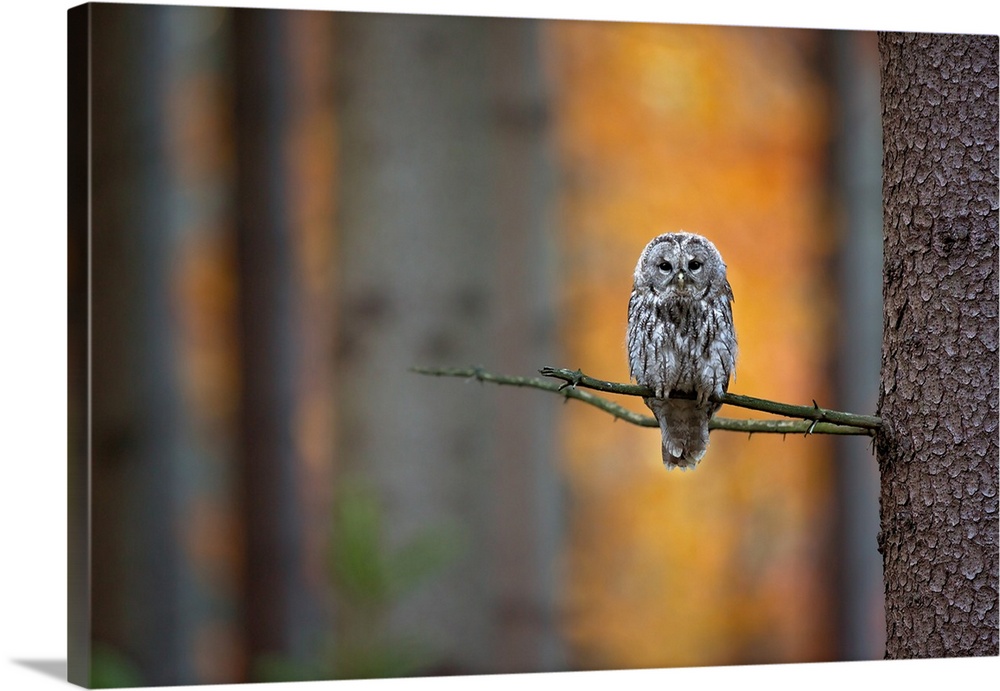 Tawny Owl