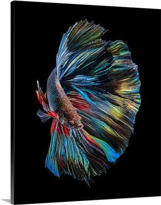 The Betta Fish