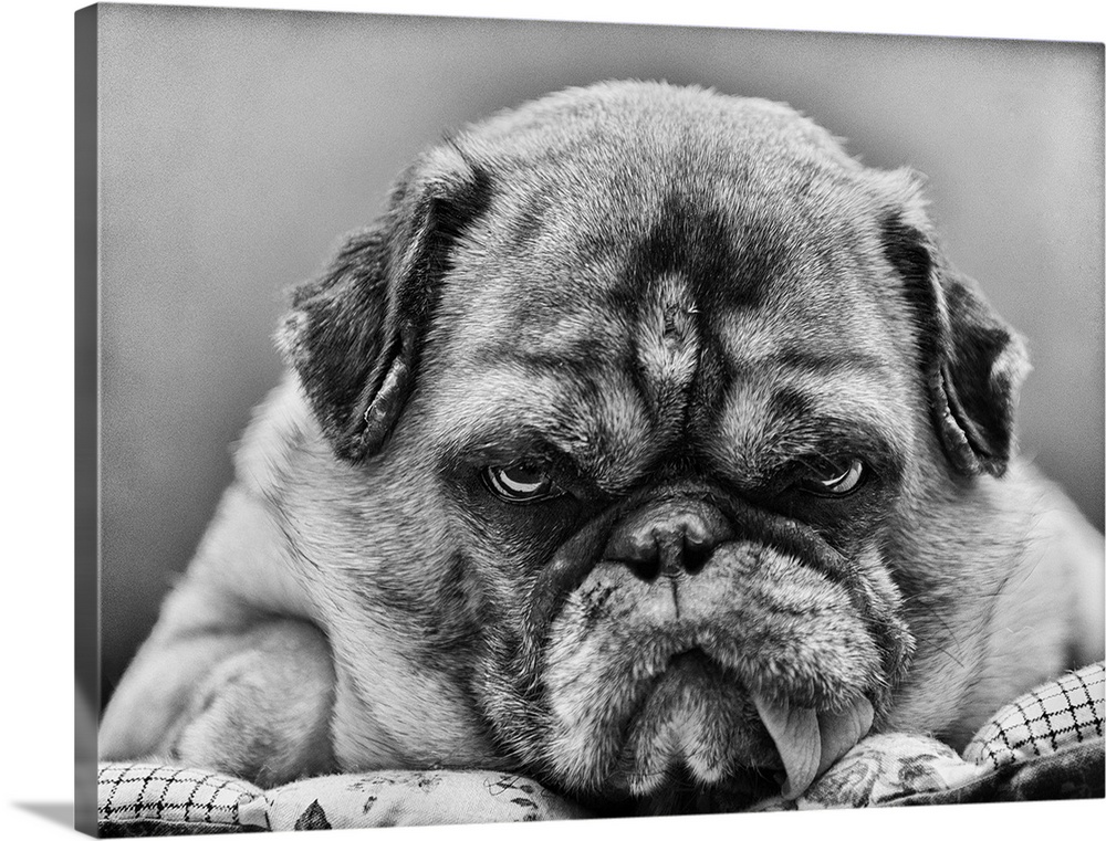 Grumpy-looking pug with tongue hanging out.