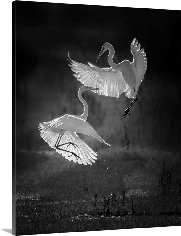 The Dance Of Egrets