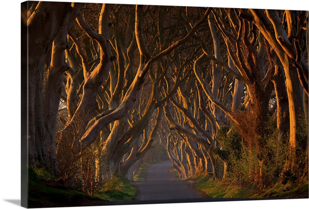Morning sunlight illuminating curved trees lining a path in Ballymoney, Northern Ireland.