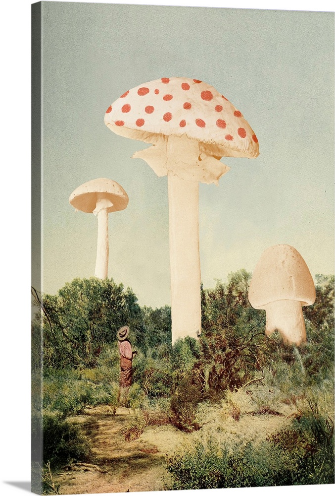 The Finest Giant Mushroom