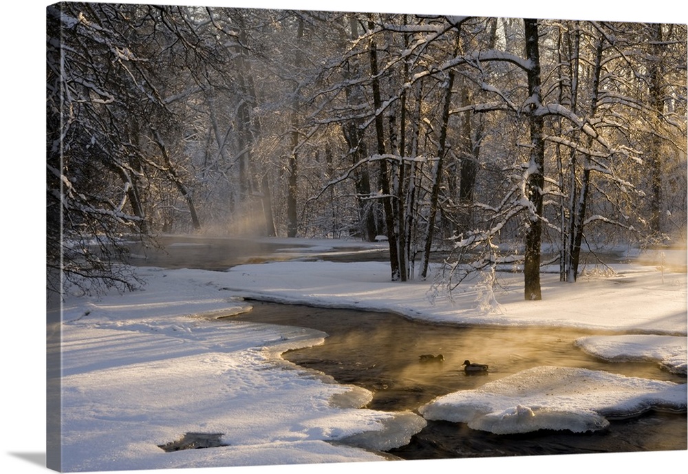 A pair of ducks swimming a cold creek in a forest with a beam of sunlight.