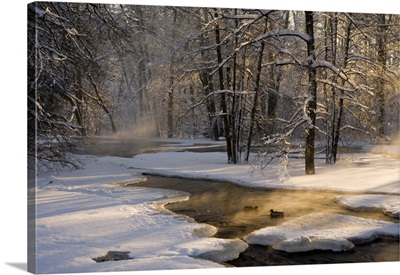 The First Light