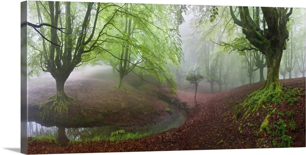 A foggy forest in the countryside of Spain.