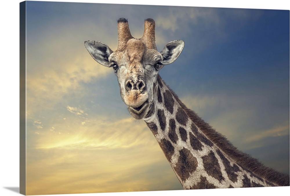 A portrait of a giraffe against a sunset sky.