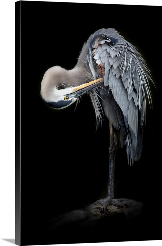 The Great Blue Heron Wall Art, Canvas Prints, Framed Prints, Wall Peels