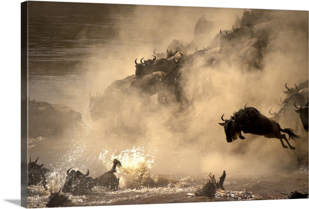 A herd of Wildebeest kicking up dust and heading into the river to attempt a dangerous crossing.