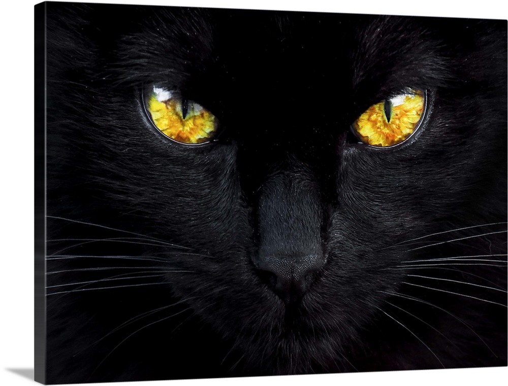 A close-up of a black cat with glowing bright yellow eyes.