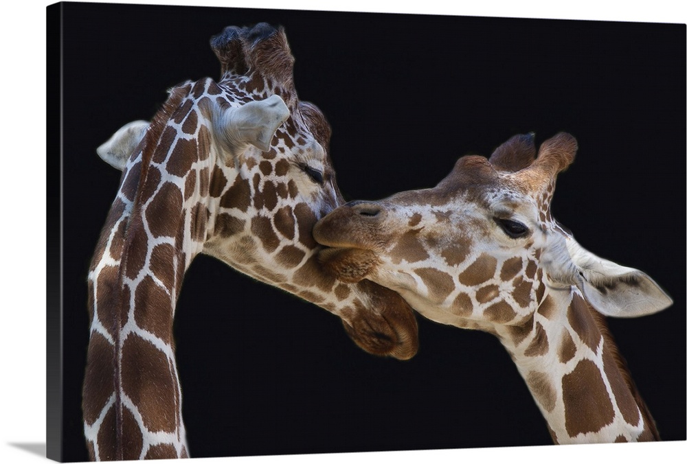 A giraffe licks the face of another.