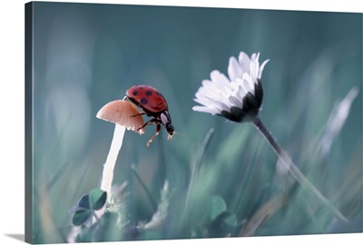 The Lady Bug, The Mushroom, And The Beautiful Daisy