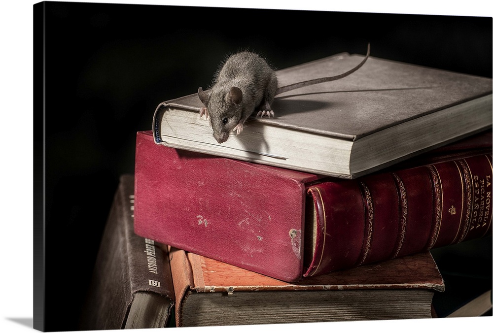 A small rat peers over the edge of a stack of books.
