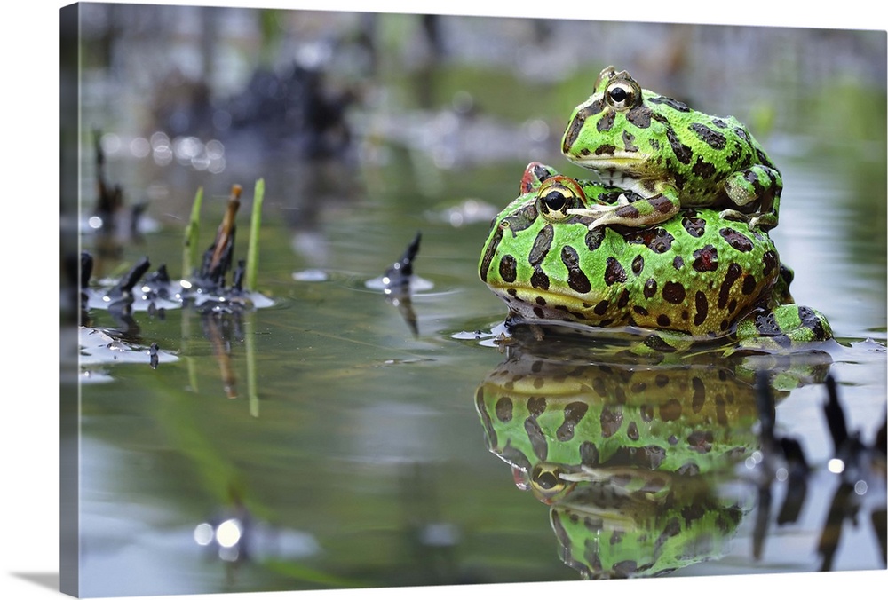 A young frog sitting on the back of its mother in the water.