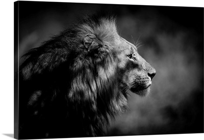 The Male