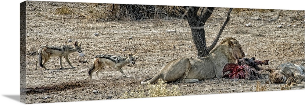 A lion enjoying a meal in the shade as jackals approach warily.