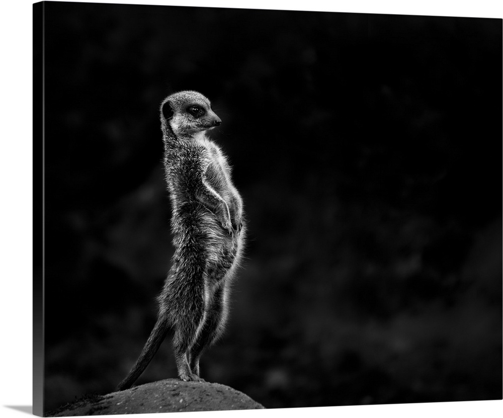 Black and white image of a meerkat standing guard on a rock.