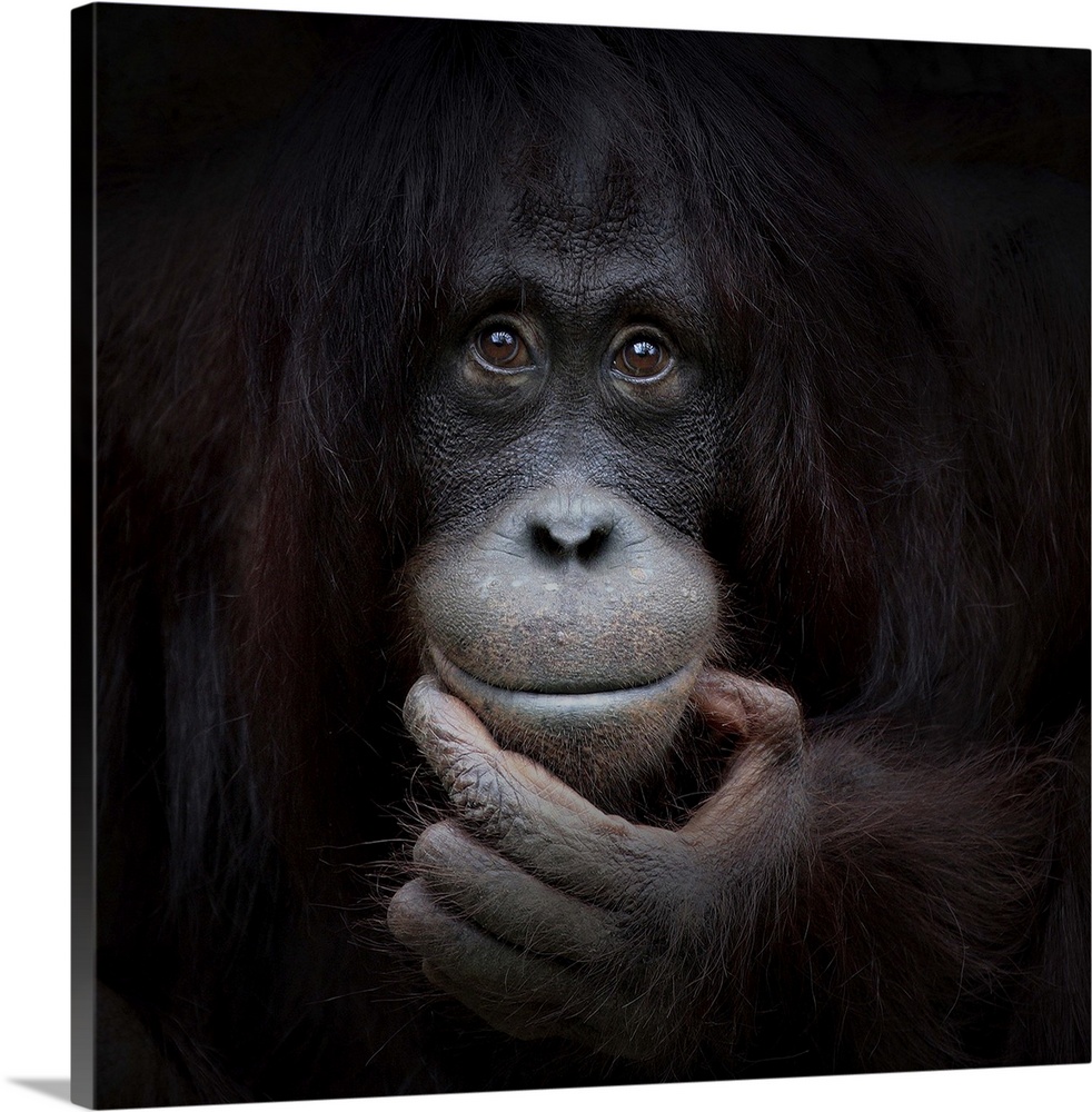 Portrait of a orangutan with a contemplative look on its face.