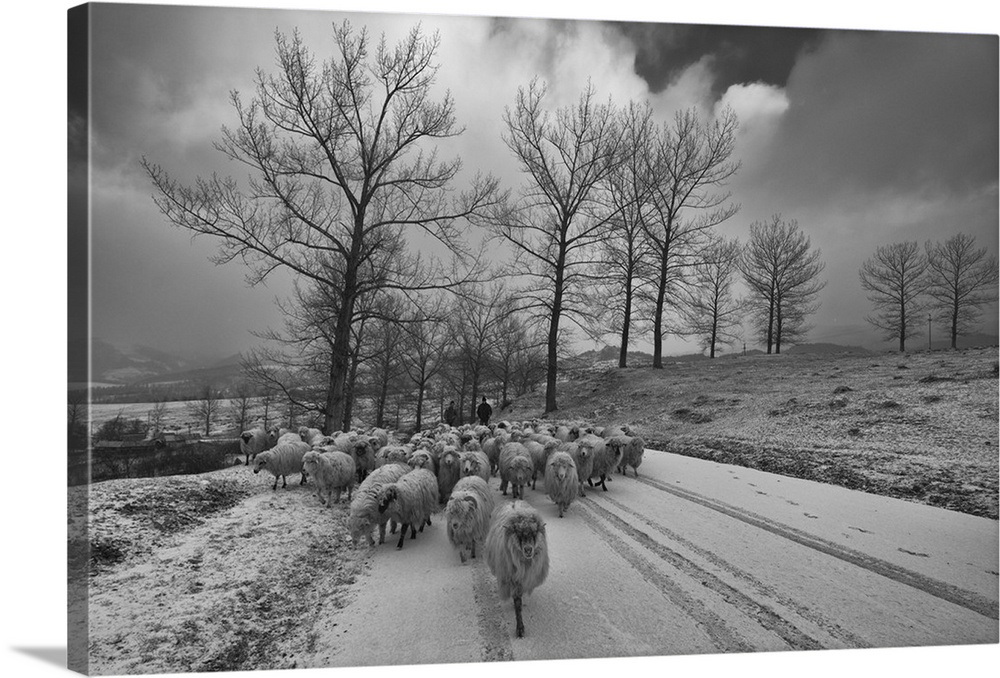 Sheep herd on the move in this snowy winter landscape.