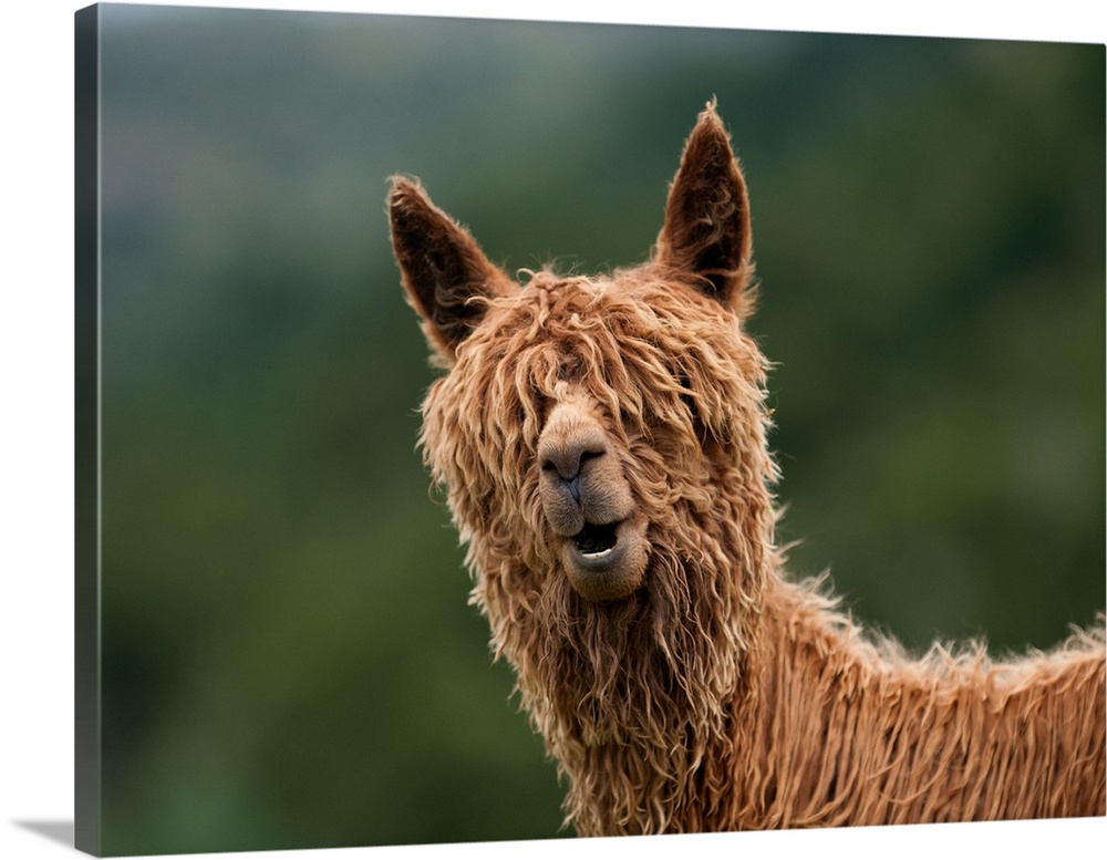 Humorous image of a llama with shaggy fur covering its eyes.