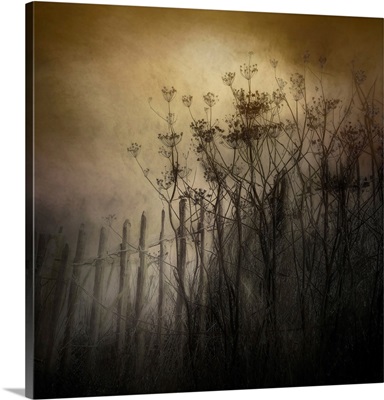 The Old Fence