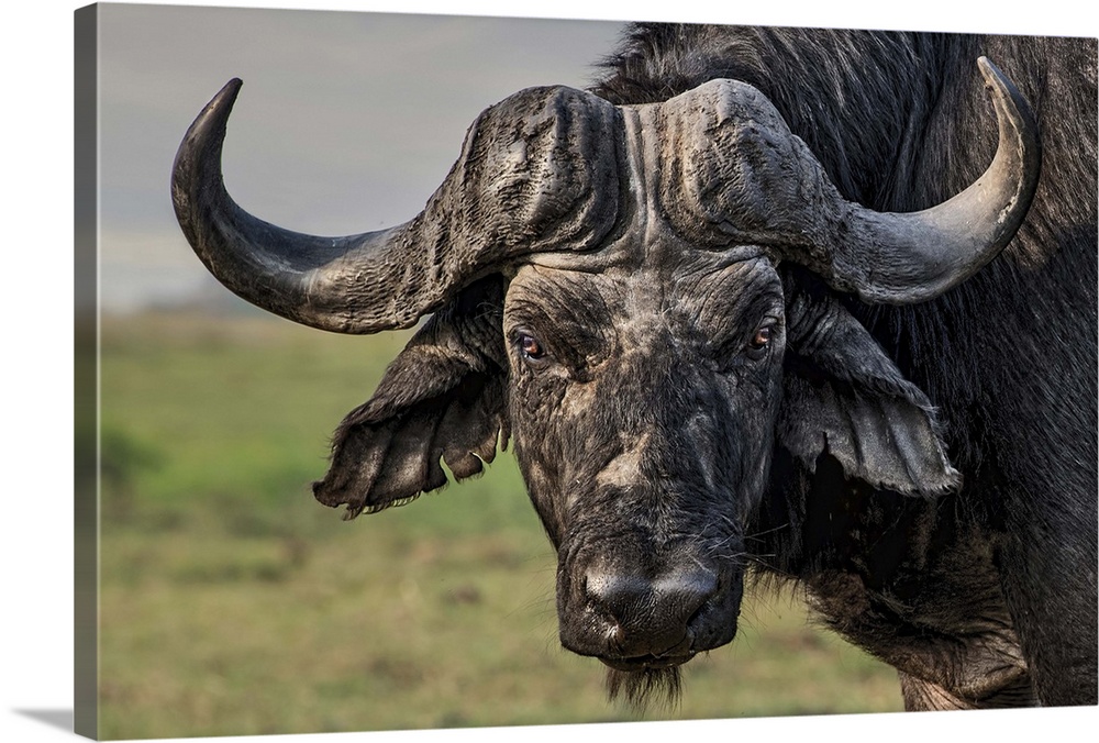 Portrait of a water buffalo standing in the African plains.