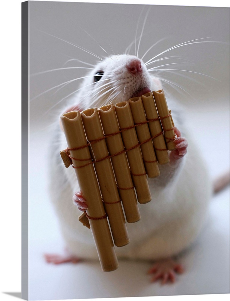 Cute white rat appearing to play a miniature panflute.