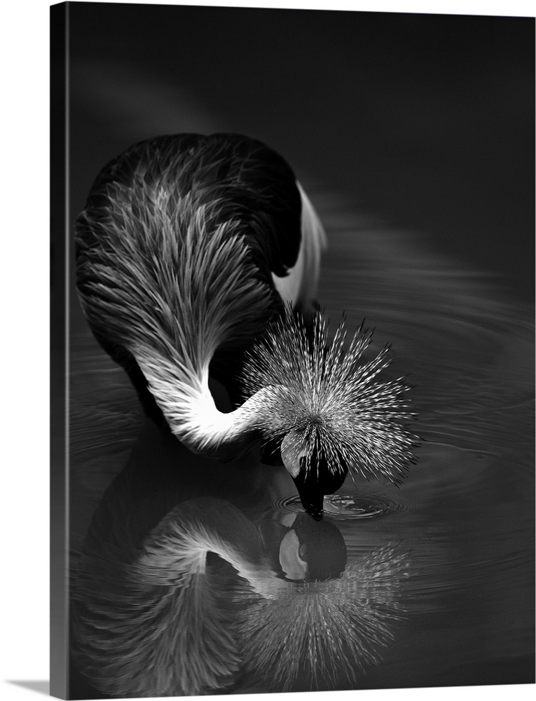 A Crowned Crane dips its head into the water, touching its mirror reflection.