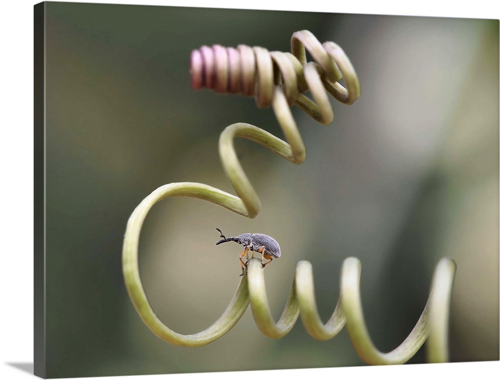 Macro photo of a weevil on the spiraling tendril of a plant.