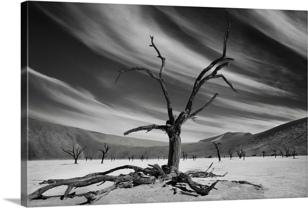 Dead trees stands in an arid desert landscape, Namibia.