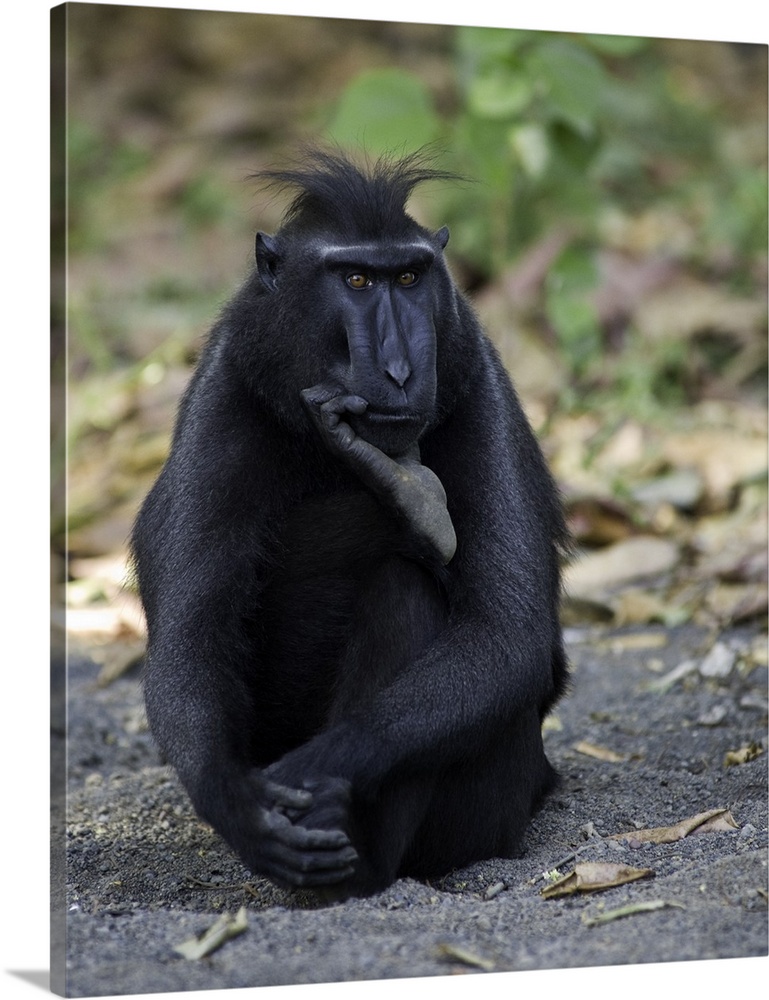 A portrait of a monkey sitting on the ground in a humorous pose as if pondering a thought.