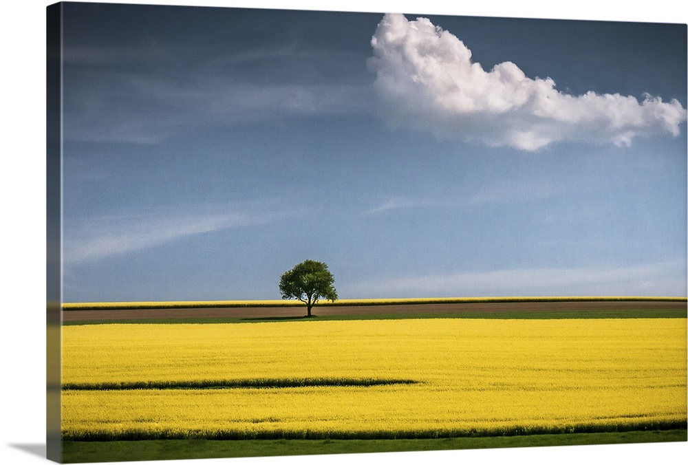 A tree in the center of a bright yellow canola field with a lone cloud floating by.
