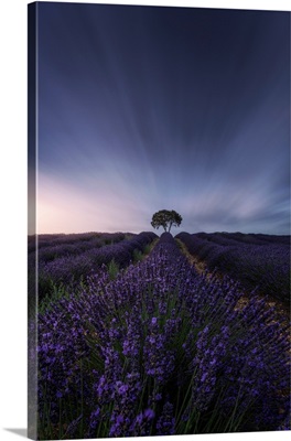 The Tree And The Lavender