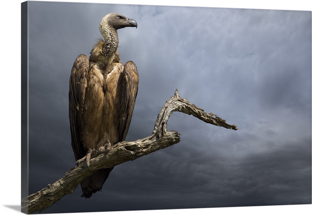 A portrait of a vulture perched on a dead tree branch against a dark sky.
