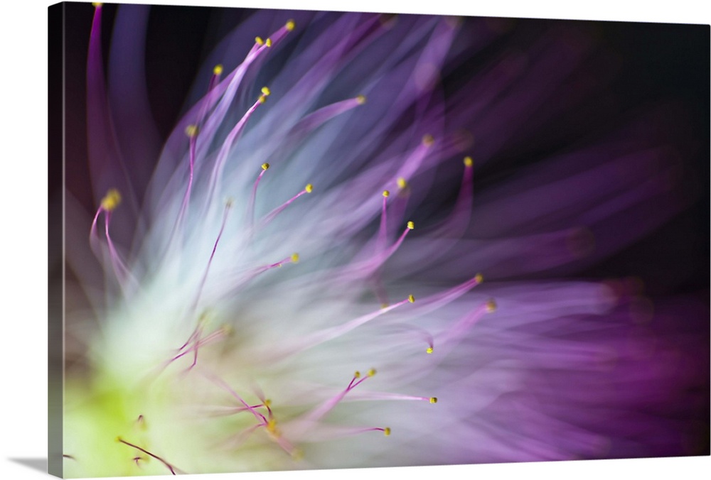 Blurred image of the yellow center and purple petals of an Albizia flower.