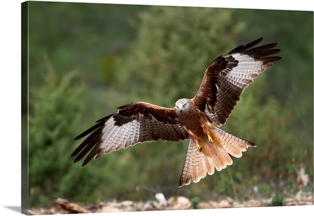 The Wings Of The Red Kite