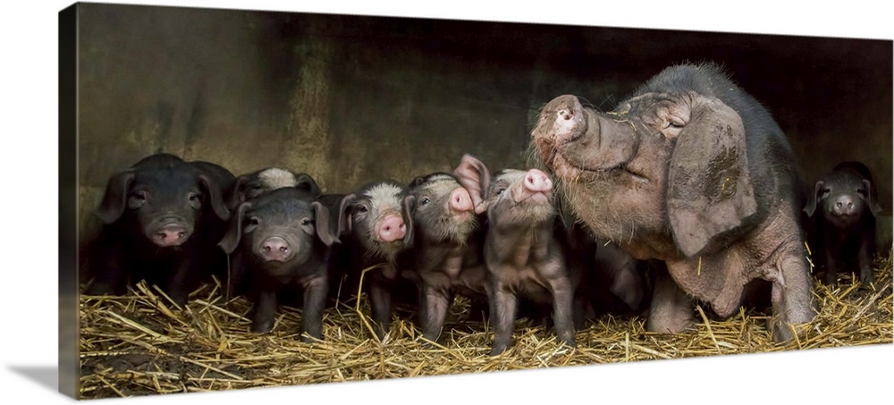 A large mother pig with floppy ears and a big snout and her seven adorable piglets.