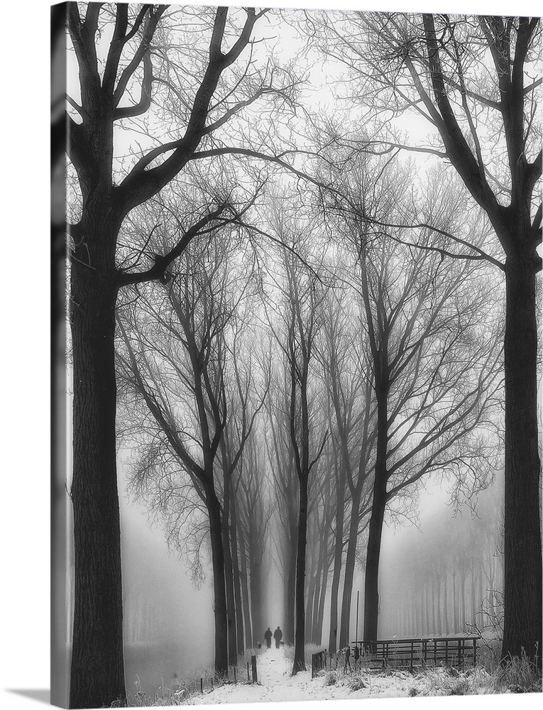 Winter landscape of tall bare trees lining a path into the foggy distance.