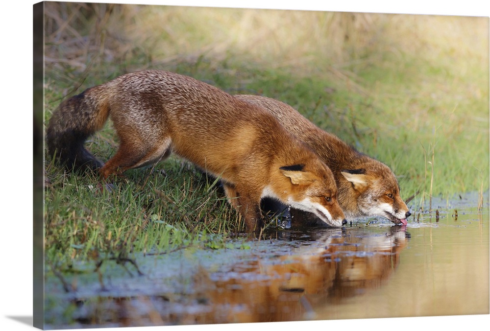Two fox drinking from a clear stream in the countryside.