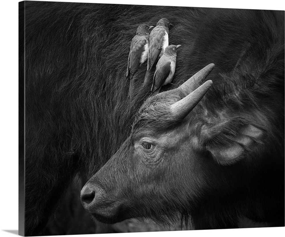 Three birds grooming the back of a cow.
