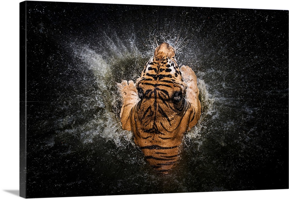 Photograph of a tiger splashing in water from above.