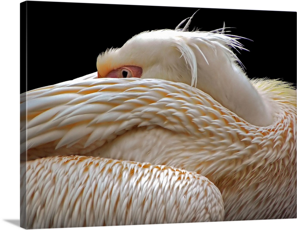 A pelican sleeping with its face hidden in its feathers.