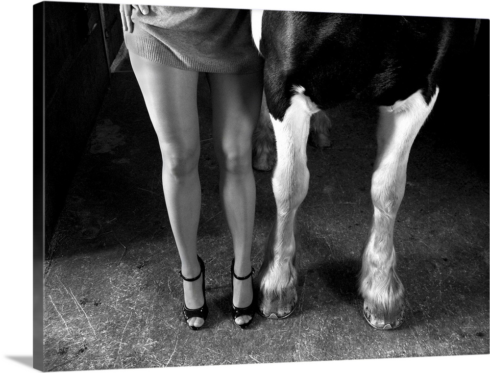 The legs of a woman in high heels standing next to the forelegs of a dairy cow.