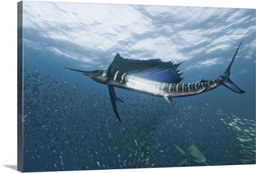 A sailfish swims through a school of smaller fish, with a shark passing by below.