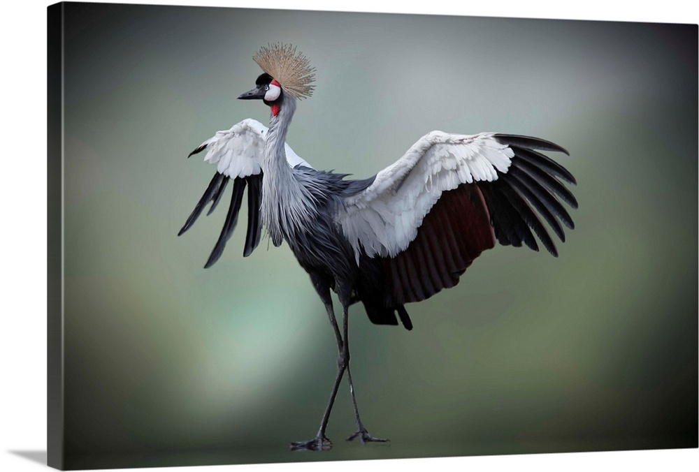 Crowned Crane spreading its wings nad showing off its feathers.
