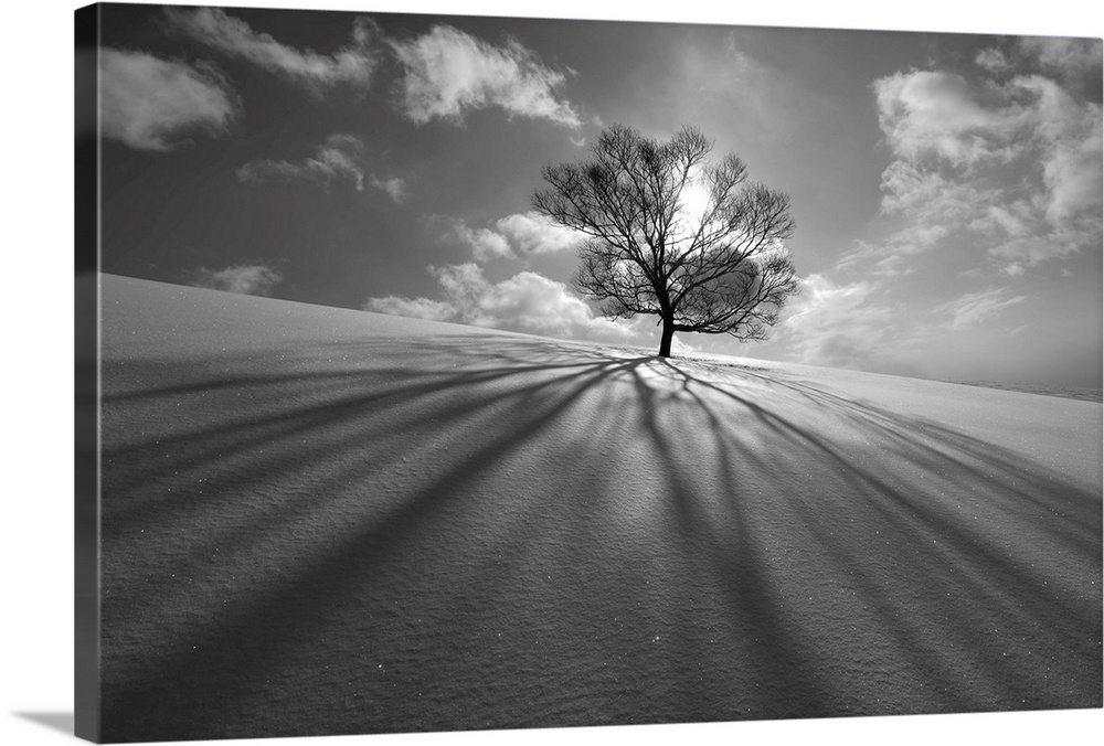 A lone tree casts a long shadow stands sentinel in field of fresh untouched snow.